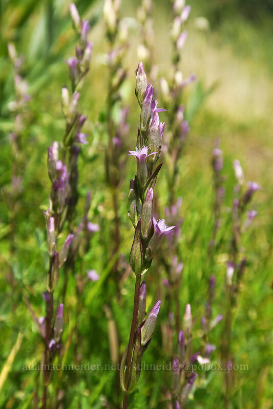 northern gentian (Gentianella amarella (Gentiana amarella)) [Thunder Mountain Trail, Squaw Valley, Placer County, California]