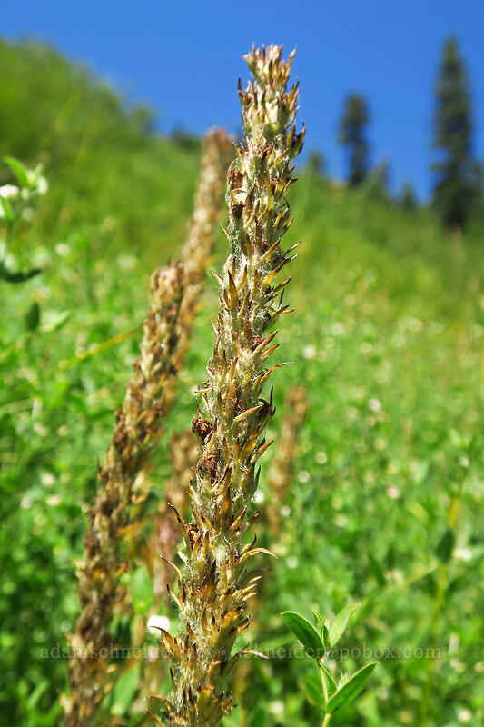 little elephant's-head lousewort, going to seed (Pedicularis attollens) [Thunder Mountain Trail, Squaw Valley, Placer County, California]