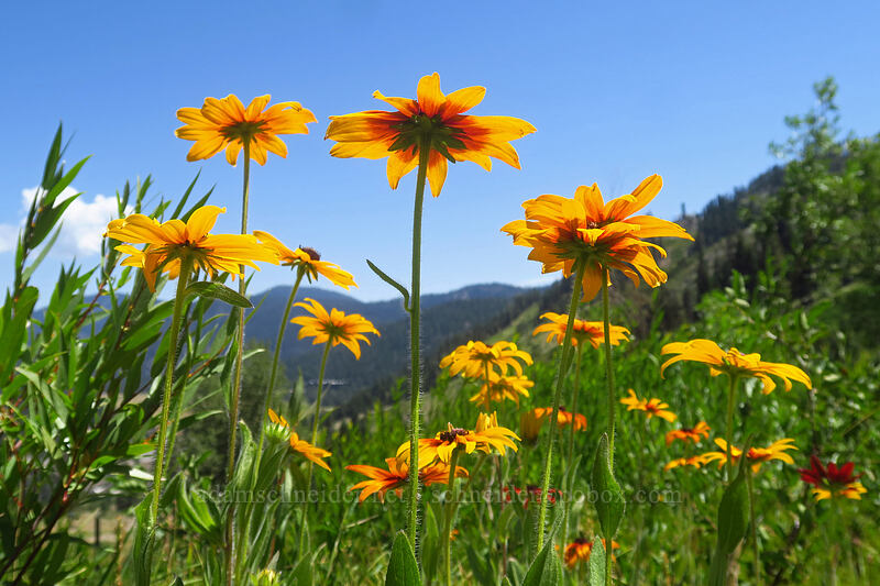 black-eyed susan (?) (Rudbeckia hirta) [Thunder Mountain Trail, Squaw Valley, Placer County, California]