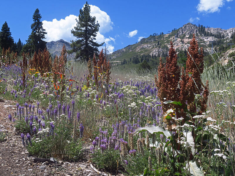 dock, yarrow, & lupine (Rumex sp., Achillea millefolium, Lupinus lepidus var. sellulus (Lupinus sellulus)) [Thunder Mountain Trail, Squaw Valley, Placer County, California]
