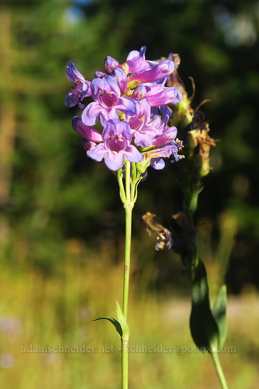 glaucous penstemon (Penstemon euglaucus) [Jack Lake Trailhead, Deschutes National Forest, Jefferson County, Oregon]