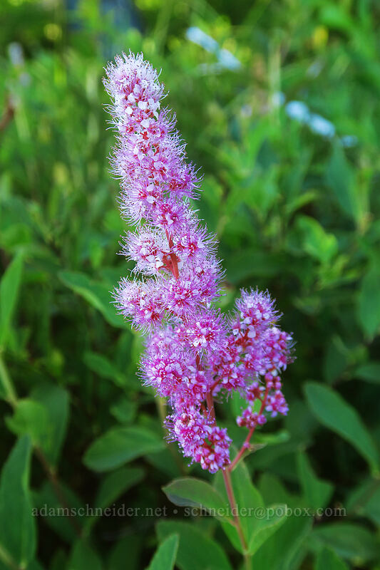 Douglas' spirea (hardhack) (Spiraea douglasii) [Jack Lake, Deschutes National Forest, Jefferson County, Oregon]