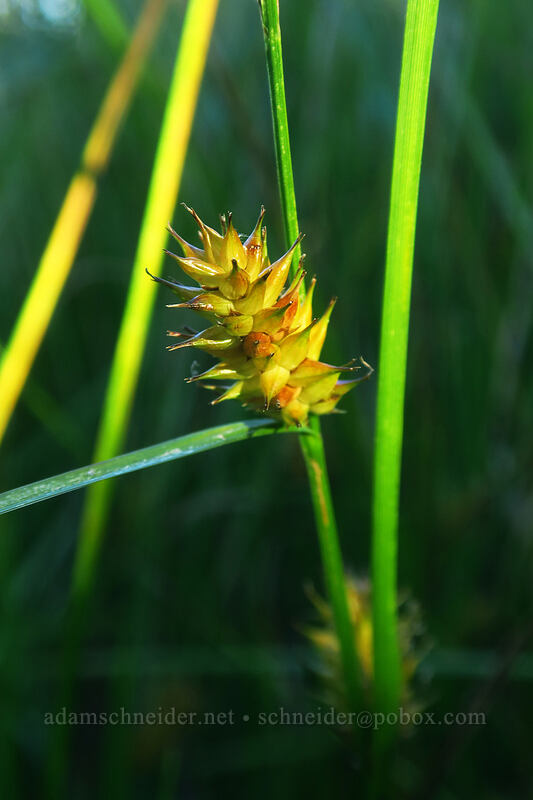 inflated sedge (Carex vesicaria) [Jack Lake, Deschutes National Forest, Jefferson County, Oregon]