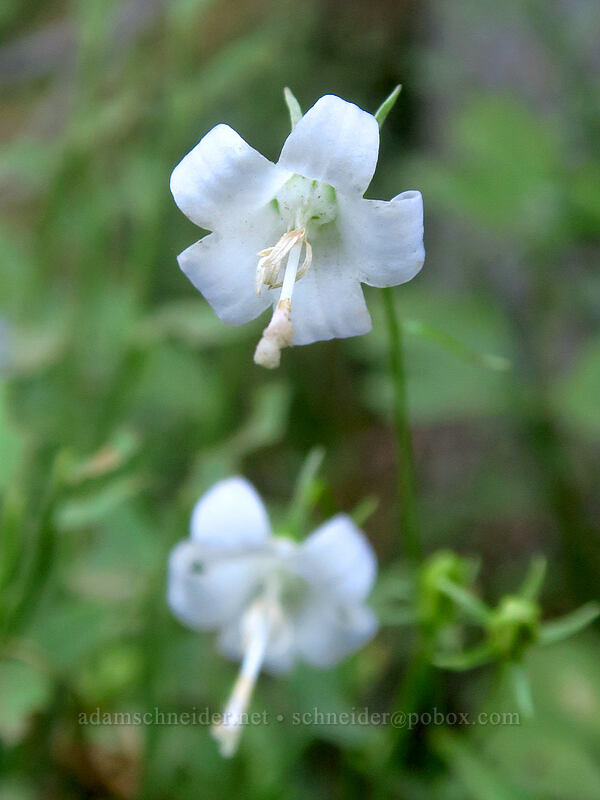 Scouler's harebells (Campanula scouleri) [Jack Lake, Deschutes National Forest, Jefferson County, Oregon]
