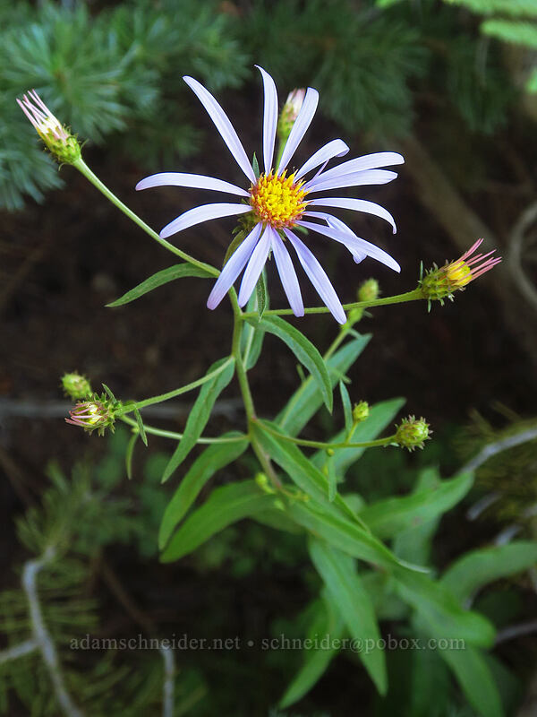 Cascade aster (Doellingeria ledophylla (Eucephalus ledophyllus) (Aster ledophyllus)) [Old Summit Trail, Deschutes National Forest, Jefferson County, Oregon]