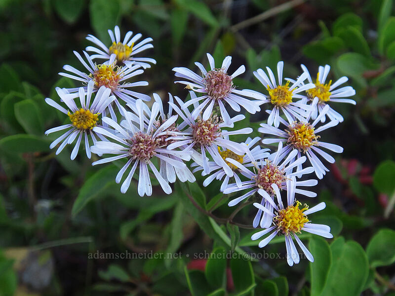 subalpine aster (Eurybia merita (Aster meritus)) [Old Summit Trail, Deschutes National Forest, Jefferson County, Oregon]