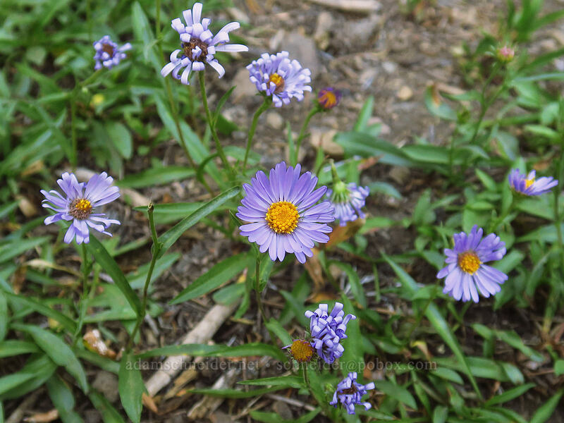 leafy-bract aster (Symphyotrichum foliaceum var. parryi (Aster foliaceus)) [Canyon Creek Trail, Mt. Jefferson Wilderness, Jefferson County, Oregon]