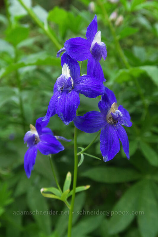 Menzies' larkspur (Delphinium menziesii) [Canyon Creek Trail, Mt. Jefferson Wilderness, Jefferson County, Oregon]