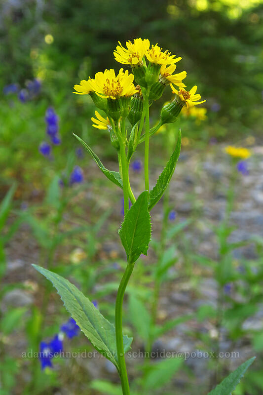 arrow-leaf groundsel (Senecio triangularis) [Canyon Creek Trail, Mt. Jefferson Wilderness, Jefferson County, Oregon]