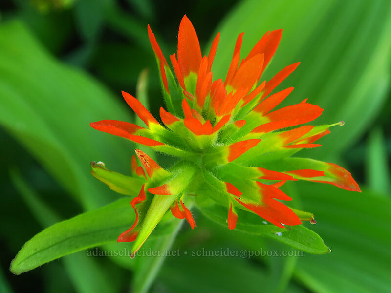 Suksdorf's paintbrush (Castilleja suksdorfii) [Canyon Creek Meadows, Mt. Jefferson Wilderness, Jefferson County, Oregon]