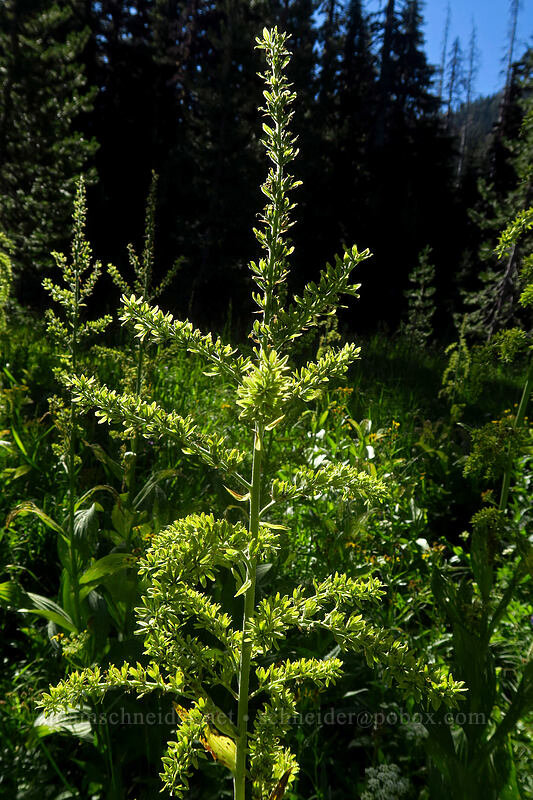 green corn lily (Veratrum viride var. eschscholtzianum (Veratrum eschscholtzii)) [Canyon Creek Meadows, Mt. Jefferson Wilderness, Jefferson County, Oregon]