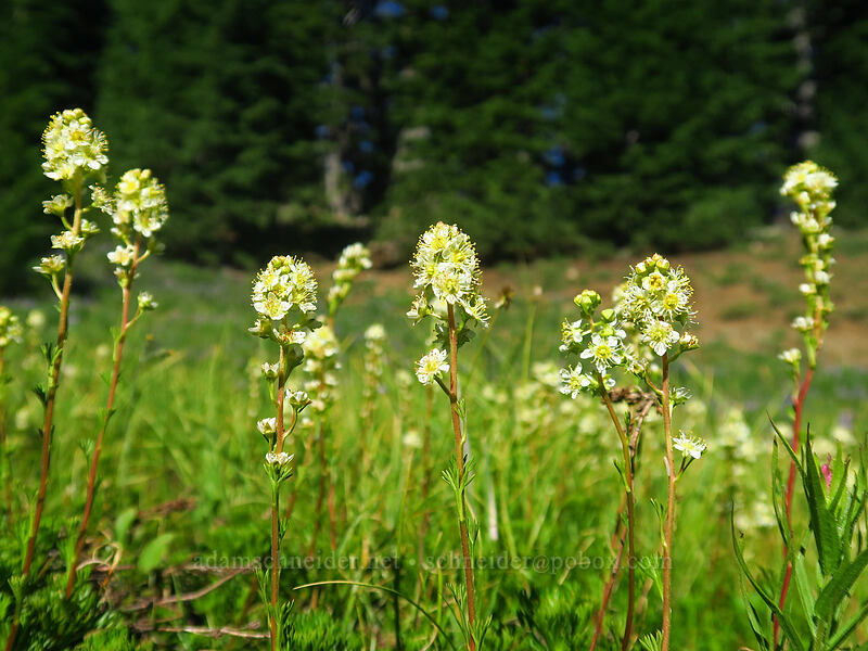 partridgefoot (Luetkea pectinata) [Canyon Creek Meadows, Mt. Jefferson Wilderness, Jefferson County, Oregon]