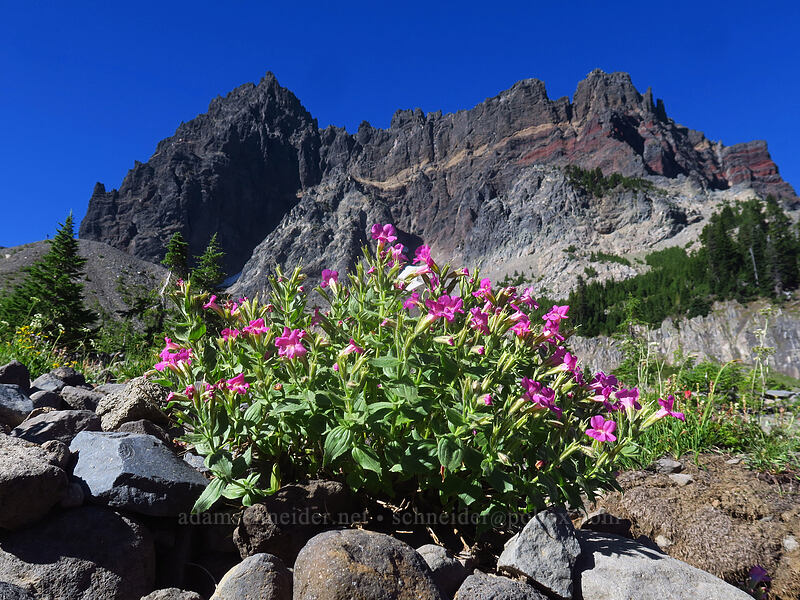 Lewis' monkeyflower & Three-Fingered Jack (Erythranthe lewisii (Mimulus lewisii)) [Canyon Creek Meadows, Mt. Jefferson Wilderness, Jefferson County, Oregon]