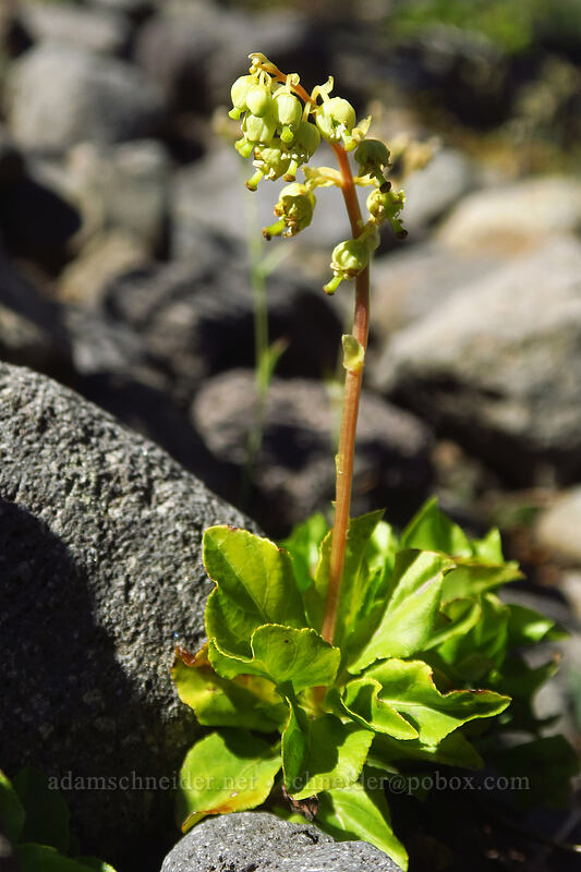 one-sided wintergreen (Orthilia secunda (Pyrola secunda)) [Canyon Creek Meadows, Mt. Jefferson Wilderness, Jefferson County, Oregon]