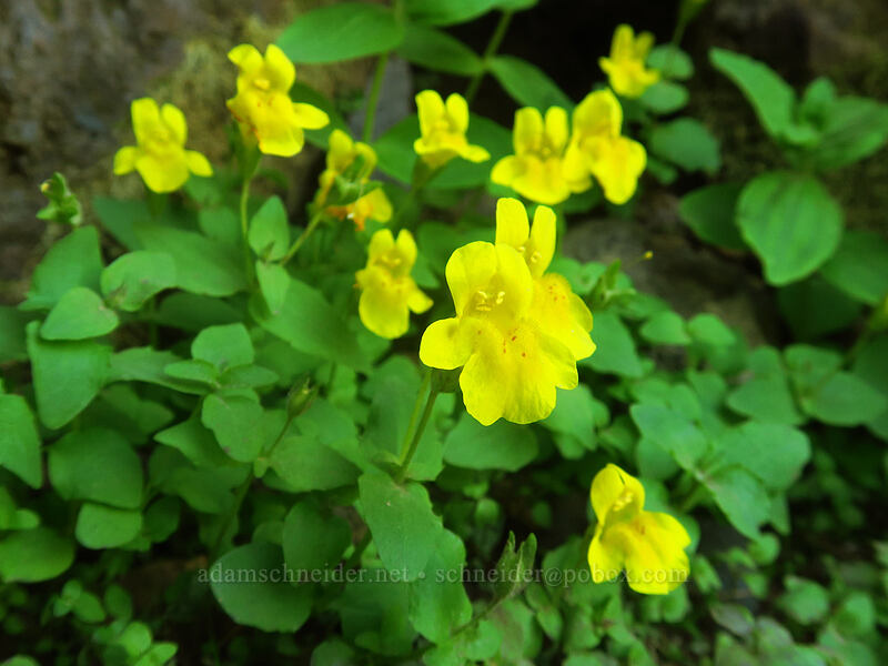 Tiling's monkeyflower (Erythranthe tilingii (Mimulus tilingii)) [Canyon Creek Meadows, Mt. Jefferson Wilderness, Jefferson County, Oregon]
