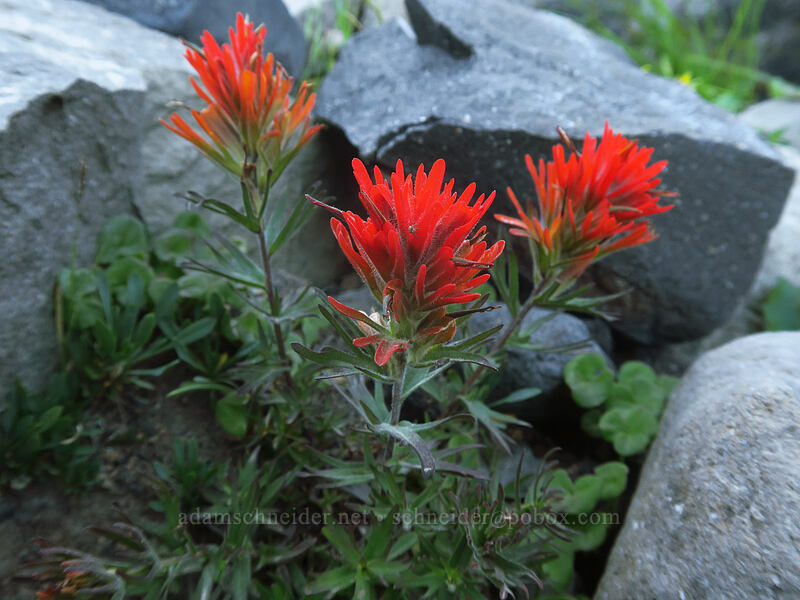 cliff paintbrush (Castilleja rupicola) [Canyon Creek Meadows, Mt. Jefferson Wilderness, Jefferson County, Oregon]