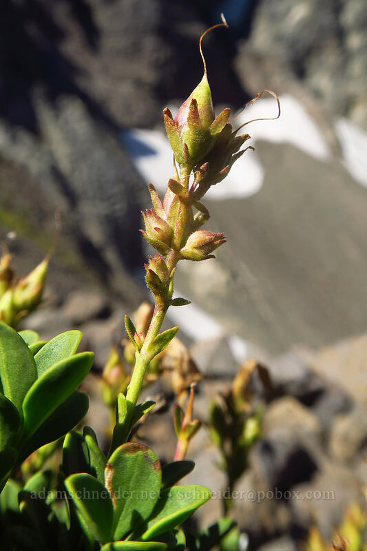 Davidson's penstemon, going to seed (Penstemon davidsonii) [above Canyon Creek Meadows, Mt. Jefferson Wilderness, Jefferson County, Oregon]