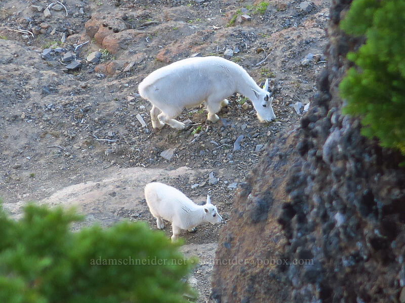 mountain goats (Oreamnos americanus) [Three-Fingered Jack's east ridge, Mt. Jefferson Wilderness, Jefferson County, Oregon]