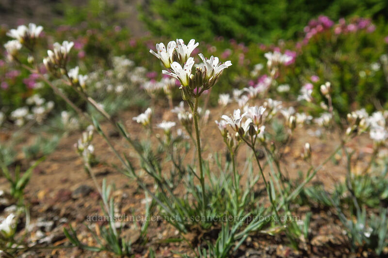 pumice sandwort (Eremogone pumicola (Arenaria pumicola)) [Three-Fingered Jack's east ridge, Mt. Jefferson Wilderness, Jefferson County, Oregon]