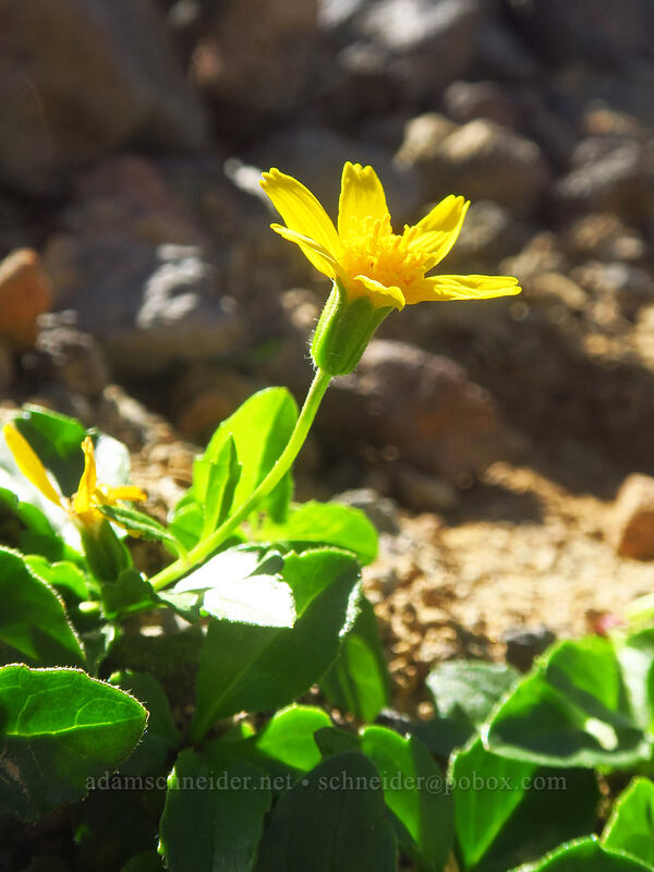 mountain arnica (Arnica latifolia) [Three-Fingered Jack's east ridge, Mt. Jefferson Wilderness, Jefferson County, Oregon]