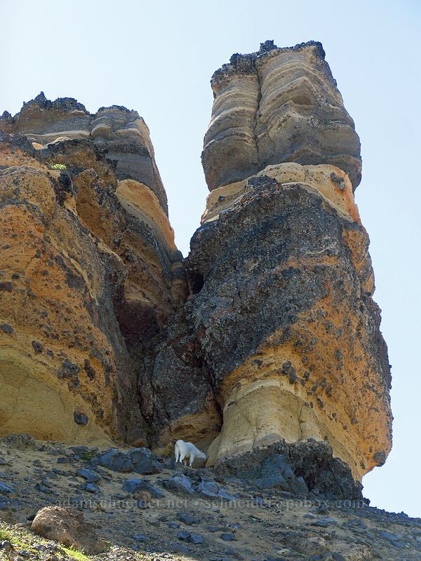mountain goat (Oreamnos americanus) [Three-Fingered Jack's east ridge, Mt. Jefferson Wilderness, Jefferson County, Oregon]