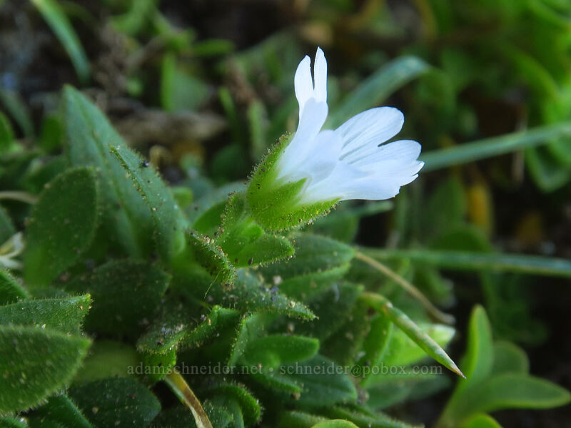 chickweed (Cerastium arvense ssp. strictum) [Three-Fingered Jack's east ridge, Mt. Jefferson Wilderness, Jefferson County, Oregon]