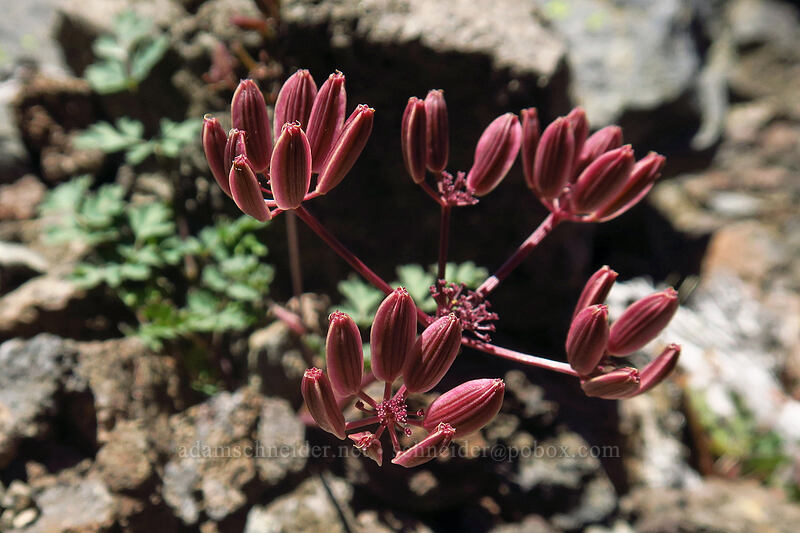 purple fruit of Cascade desert parsley (Lomatium martindalei) [Three-Fingered Jack's east ridge, Mt. Jefferson Wilderness, Jefferson County, Oregon]