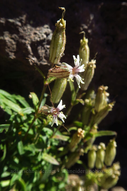 Suksdorf's catchfly (Silene suksdorfii) [Three-Fingered Jack's east ridge, Mt. Jefferson Wilderness, Jefferson County, Oregon]