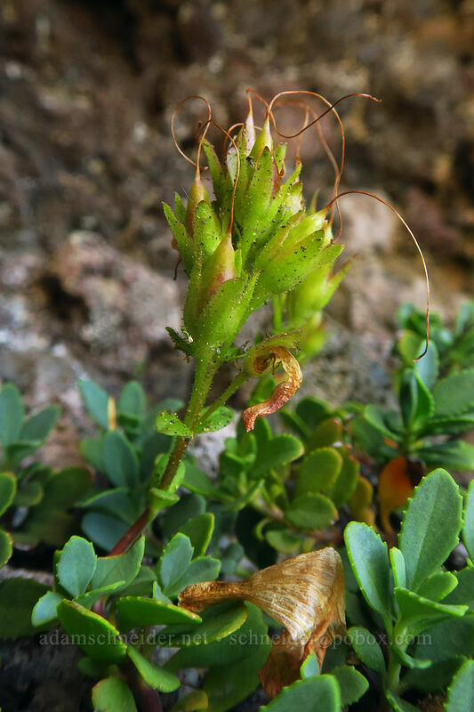 cliff penstemon, going to seed (Penstemon rupicola) [Three-Fingered Jack's east ridge, Mt. Jefferson Wilderness, Jefferson County, Oregon]