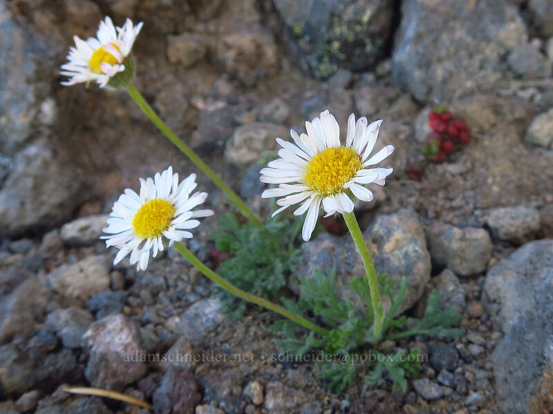 cut-leaf fleabane (Erigeron compositus) [Three-Fingered Jack's east ridge, Mt. Jefferson Wilderness, Jefferson County, Oregon]