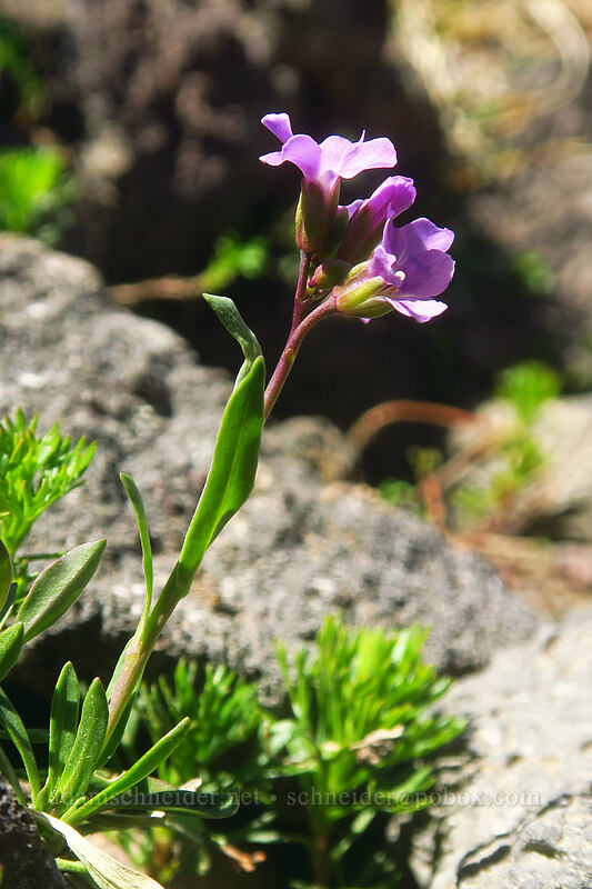 Lyall's rock-cress (Boechera lyallii (Arabis lyallii)) [Three-Fingered Jack's east ridge, Mt. Jefferson Wilderness, Jefferson County, Oregon]