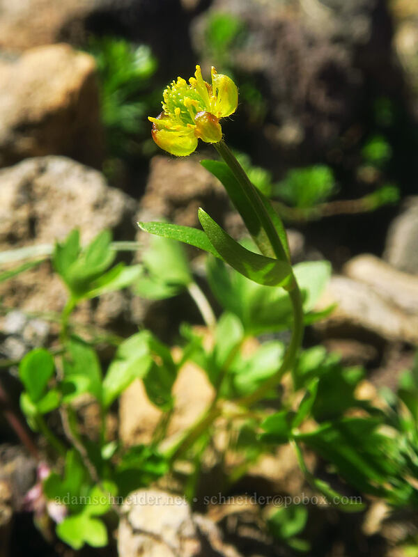 snow buttercup (Ranunculus eschscholtzii) [Three-Fingered Jack's east ridge, Mt. Jefferson Wilderness, Jefferson County, Oregon]