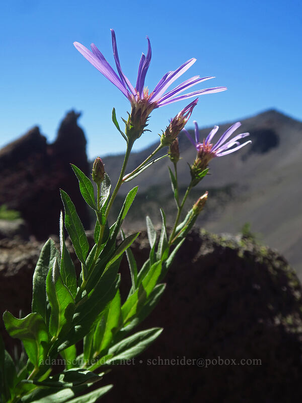 Cascade aster (Doellingeria ledophylla (Eucephalus ledophyllus) (Aster ledophyllus)) [Three-Fingered Jack's east ridge, Mt. Jefferson Wilderness, Jefferson County, Oregon]
