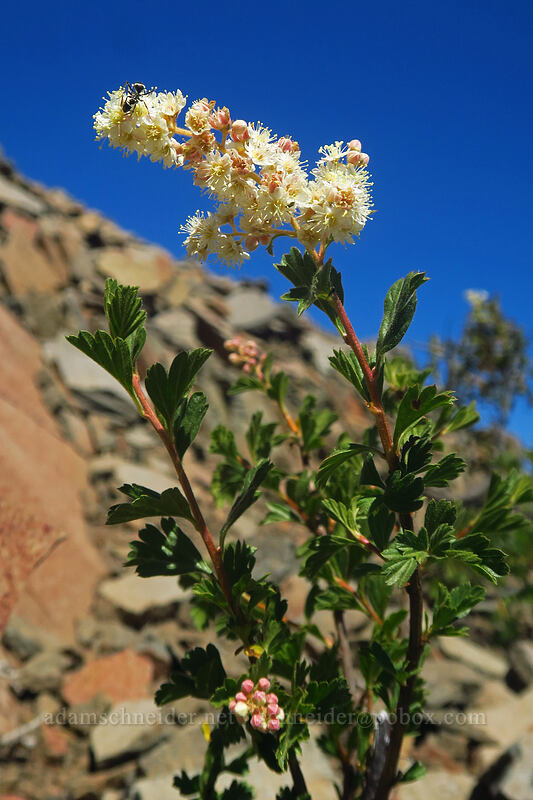 ocean-spray (rock spiraea) (Holodiscus microphyllus var. glabrescens (Holodiscus discolor var. glabrescens)) [Three-Fingered Jack's east ridge, Mt. Jefferson Wilderness, Jefferson County, Oregon]