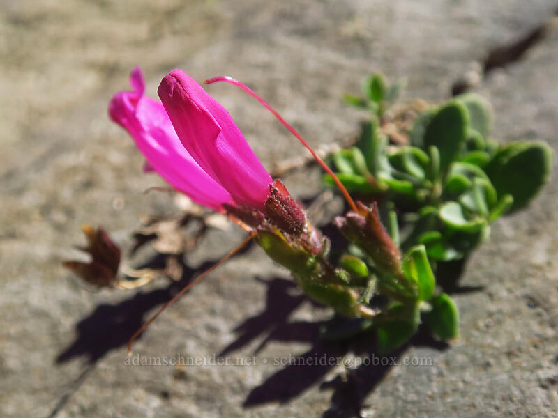cliff penstemon (Penstemon rupicola) [Three-Fingered Jack's east ridge, Mt. Jefferson Wilderness, Jefferson County, Oregon]