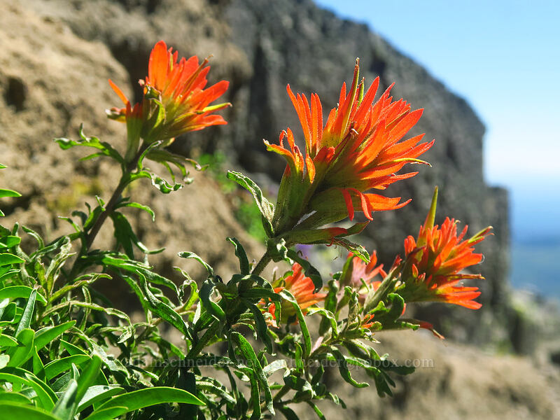 Applegate's wavy-leaf paintbrush (Castilleja applegatei var. applegatei) [Three-Fingered Jack's east ridge, Mt. Jefferson Wilderness, Jefferson County, Oregon]