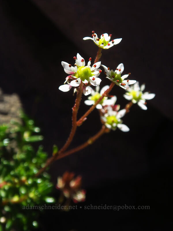Tolmie's saxifrage (Micranthes tolmiei (Saxifraga tolmiei)) [above Canyon Creek Meadows, Mt. Jefferson Wilderness, Jefferson County, Oregon]