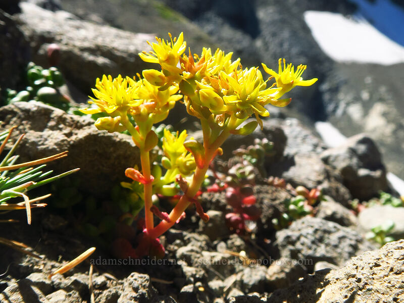 spreading stonecrop (Sedum divergens) [above Canyon Creek Meadows, Mt. Jefferson Wilderness, Jefferson County, Oregon]