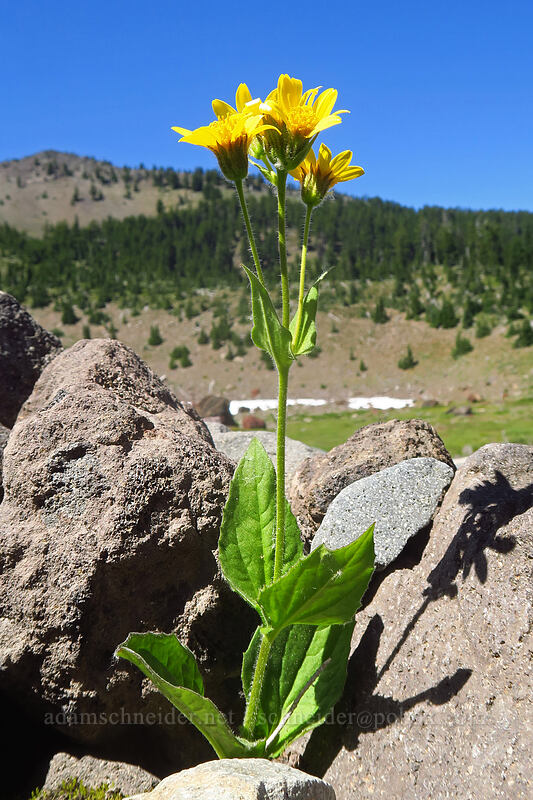 arnica (Arnica sp.) [above Canyon Creek Meadows, Mt. Jefferson Wilderness, Jefferson County, Oregon]