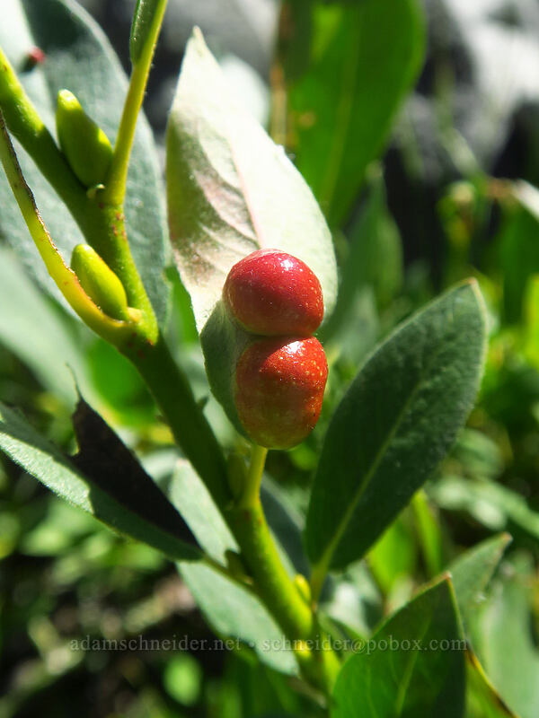 willow-leaf galls (Salix sp.) [Canyon Creek Meadows, Mt. Jefferson Wilderness, Jefferson County, Oregon]
