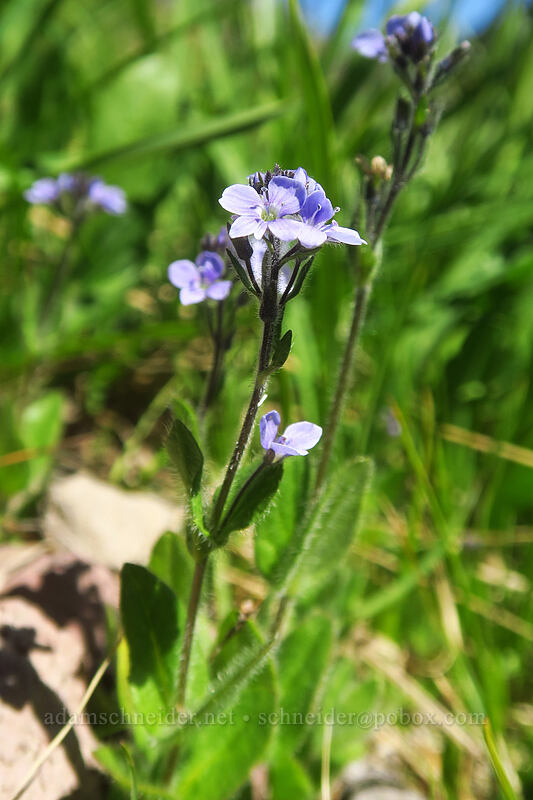alpine speedwell (Veronica wormskjoldii) [Canyon Creek Meadows, Mt. Jefferson Wilderness, Jefferson County, Oregon]