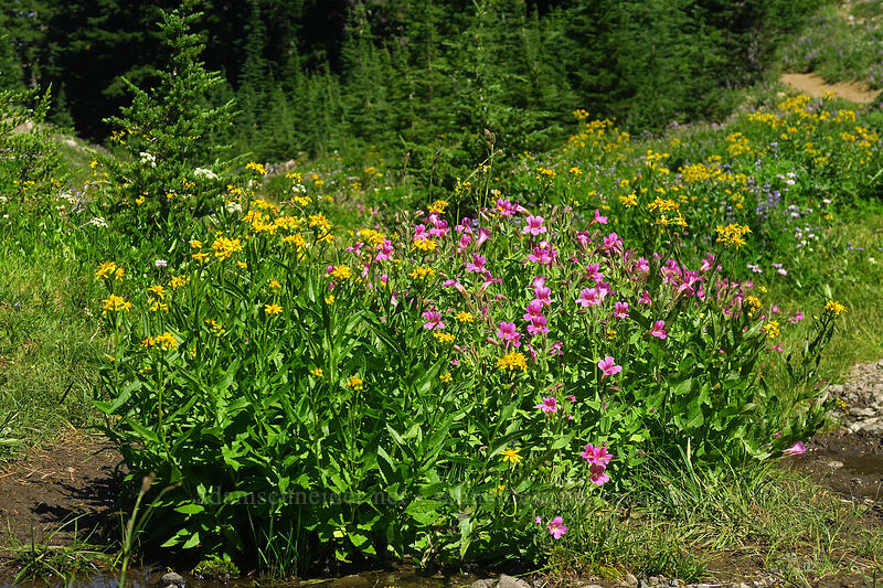 wildflowers [Canyon Creek Meadows, Mt. Jefferson Wilderness, Jefferson County, Oregon]