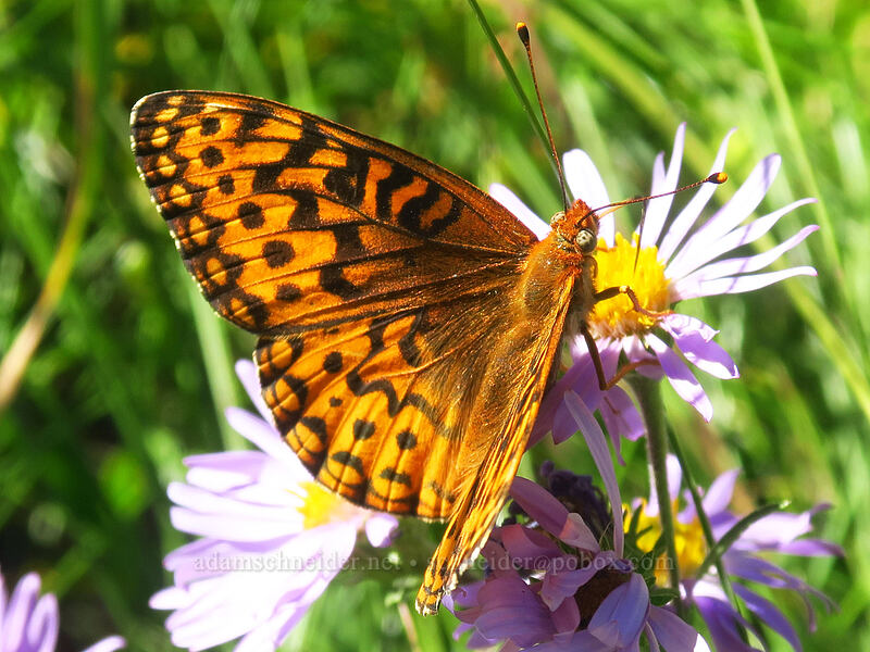 fritillary butterfly on leafy-bract aster (Speyeria sp., Symphyotrichum foliaceum var. parryi (Aster foliaceus)) [Canyon Creek Meadows, Mt. Jefferson Wilderness, Jefferson County, Oregon]