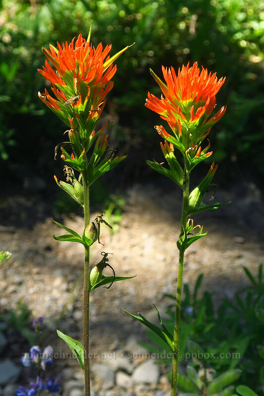 Suksdorf's paintbrush (Castilleja suksdorfii) [Canyon Creek Meadows, Mt. Jefferson Wilderness, Jefferson County, Oregon]