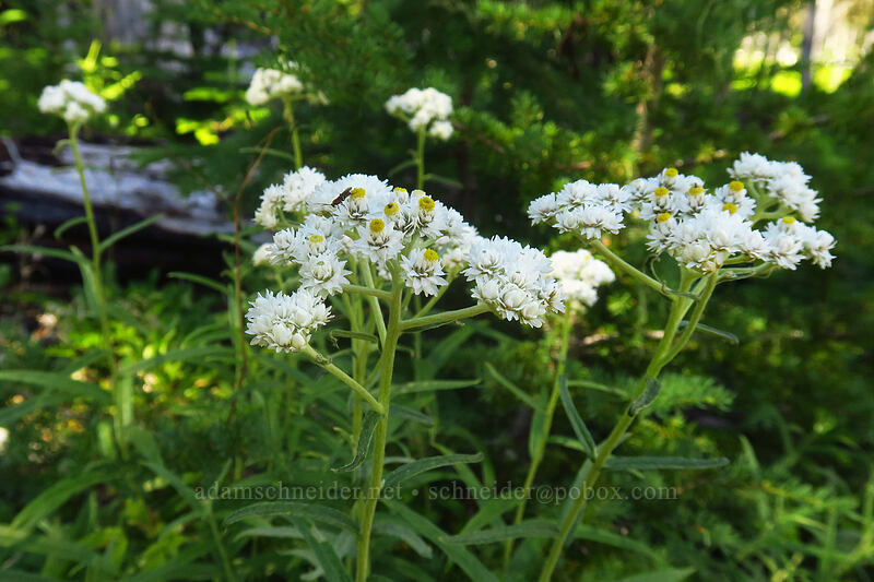 pearly everlasting (Anaphalis margaritacea) [Canyon Creek Trail, Mt. Jefferson Wilderness, Jefferson County, Oregon]