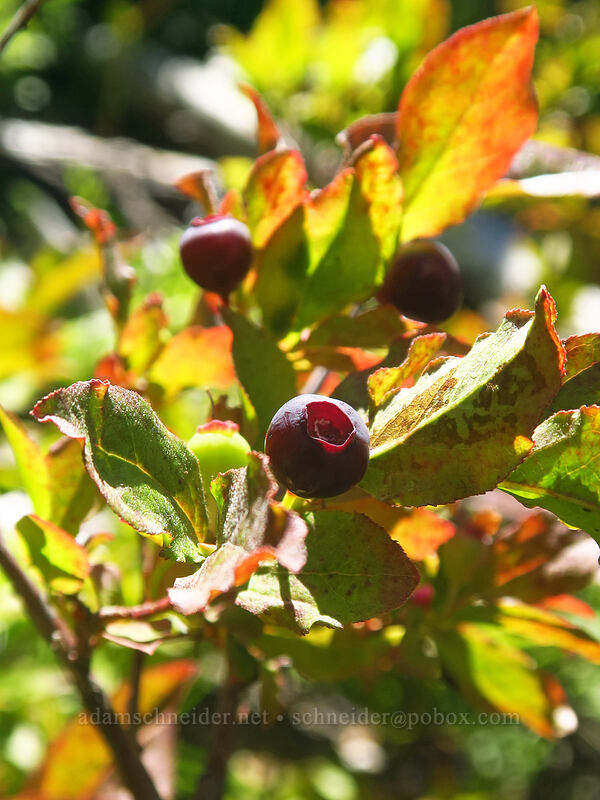 unripe black huckleberries (Vaccinium membranaceum) [Old Summit Trail, Mt. Jefferson Wilderness, Jefferson County, Oregon]
