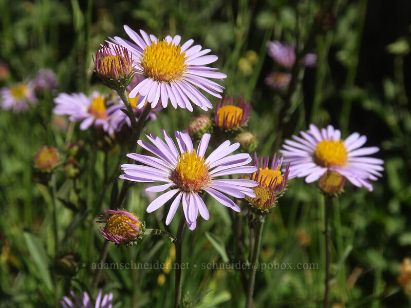 Parry's asters (Symphyotrichum foliaceum var. parryi (Aster foliaceus)) [Tahoe Meadow, Humboldt-Toiyabe National Forest, Washoe County, Nevada]