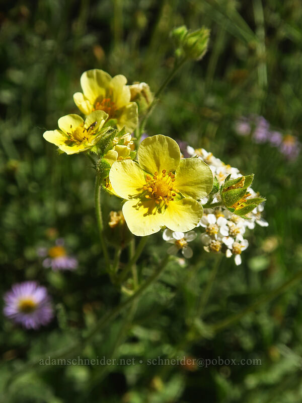 Austin's wood-beauty (Drymocallis lactea var. austiniae (Potentilla glandulosa var. austiniae)) [Tahoe Meadow, Humboldt-Toiyabe National Forest, Washoe County, Nevada]