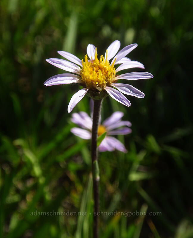 tundra aster (Oreostemma alpigenum var. andersonii (Aster alpigenus)) [Tahoe Meadow, Humboldt-Toiyabe National Forest, Washoe County, Nevada]
