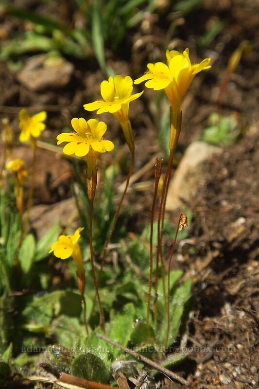primrose monkeyflower (Erythranthe primuloides (Mimulus primuloides)) [Tahoe Meadow, Humboldt-Toiyabe National Forest, Washoe County, Nevada]